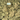 Bloomz THCA Flower – Indoor Exotics – Gold Line – Sativa image 2