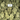Bloomz THCA Flower – Indoor Exotics – Gold Line – Sativa image 5