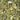 Bloomz THCA Flower – Indoor Exotics – Gold Line – Indica image 12